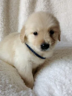 Gorgeous retriever companions available