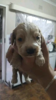Gorgeous Cocker Spaniel babies available