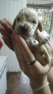 Gorgeous Cocker Spaniel babies available