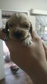 Gorgeous Cocker Spaniel babies available