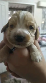 Gorgeous Cocker Spaniel babies available