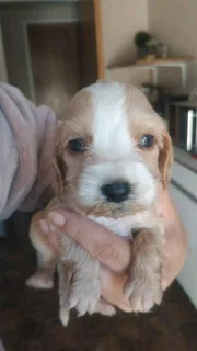 Gorgeous Cocker Spaniel babies available