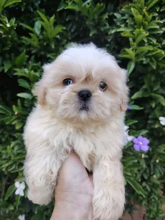 Stunning Shih Tzu companions available