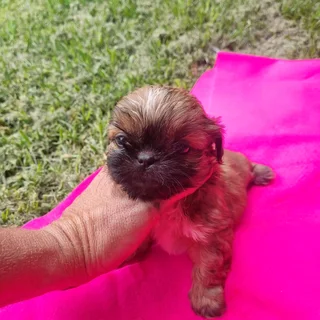 Adorable Shih Tzu companions available