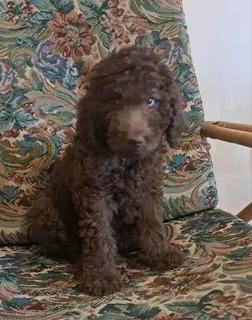 Gorgeous brown/black French poodle boys