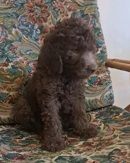 Gorgeous brown/black French poodle boys