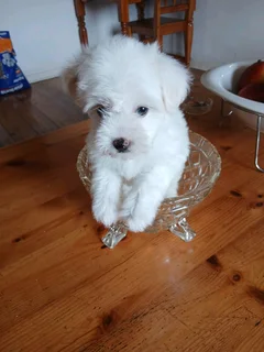 Gorgeous maltese females available