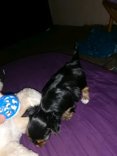 Yorkie Female