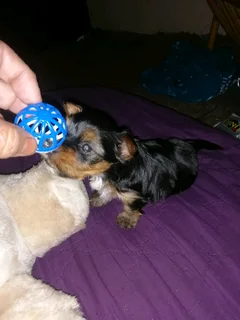 Yorkie Female