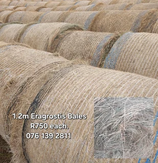 1.2m Eragrostis Bales