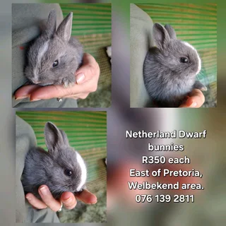 Netherland dwarf bunnies available