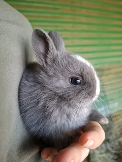 Netherland dwarf bunnies available
