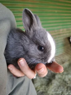 Netherland dwarf bunnies available