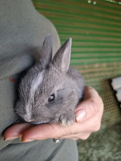 Netherland dwarf bunnies available
