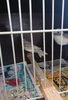 Canary breeding setup for sale