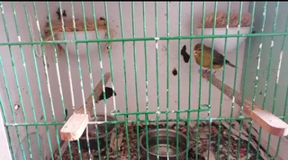 Canary breeding setup for sale