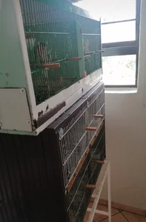 Canary breeding setup for sale