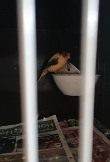 Canary breeding setup for sale