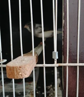 Canary breeding setup for sale