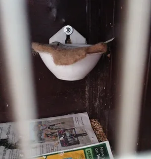 Canary breeding setup for sale