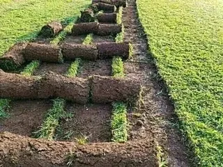 GO GREEN LANDSCAPING AND DESIGN.