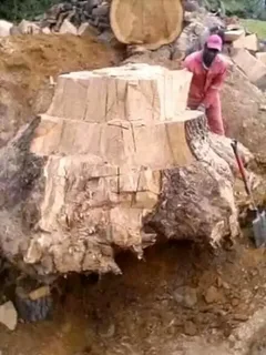 GO GREEN LANDSCAPING AND DESIGN.