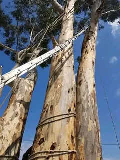 GO GREEN LANDSCAPING AND DESIGN.