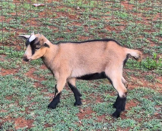 Pygmy Dwarf x Nigerian Dwarf Goats for sale.