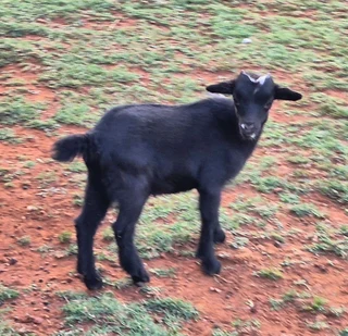 Pygmy Dwarf x Nigerian Dwarf Goats for sale.