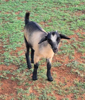 Pygmy Dwarf x Nigerian Dwarf Goats for sale.
