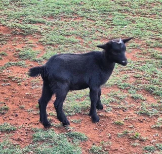 Pygmy Dwarf x Nigerian Dwarf Goats for sale.