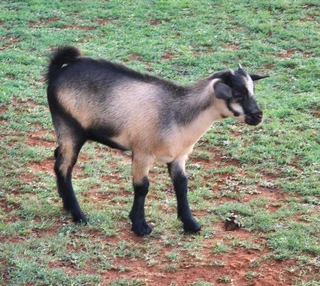 Pygmy Dwarf x Nigerian Dwarf Goats for sale.