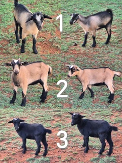 Pygmy Dwarf x Nigerian Dwarf Goats for sale.