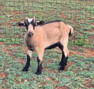 Pygmy Dwarf x Nigerian Dwarf Goats for sale.