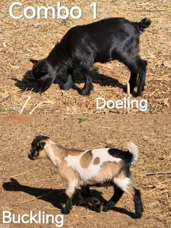 African Pygmy x Nigerian Dwarf Goats for sale.