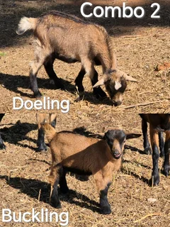 African Pygmy x Nigerian Dwarf Goats for sale.