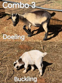 African Pygmy x Nigerian Dwarf Goats for sale.