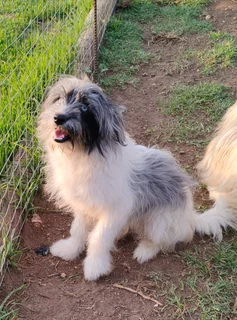 Morkie x Papillon 6 month old male available.