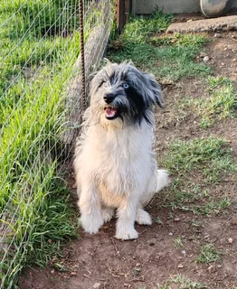 Morkie x Papillon 5 month old male available.