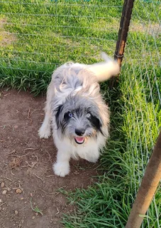 Morkie x Papillon 6 month old male available.