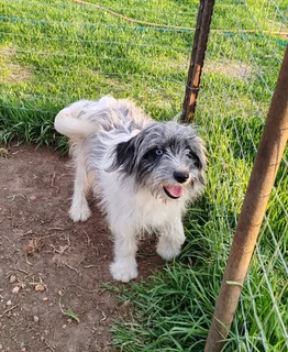 Morkie x Papillon 6 month old male available.