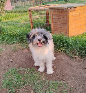 Morkie x Papillon 6 month old male available.