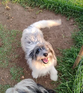 Morkie x Papillon 6 month old male available.