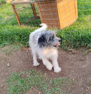 Morkie x Papillon 6 month old male available.