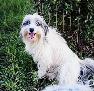 Adult Morkie x Papillon female available.