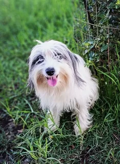Adult Morkie x Papillon female available.