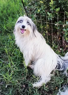 Adult Morkie x Papillon female available.