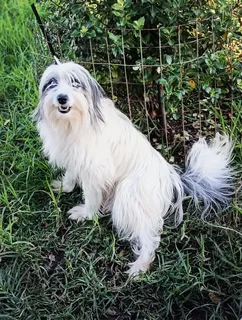 Adult Morkie x Papillon female available.