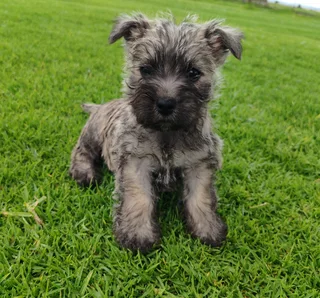 Cairn Terrier male puppies available.