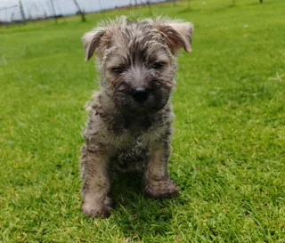 Cairn Terrier male puppies available.